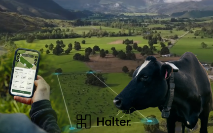 Halter AI smart cow collars enabling virtual fencing and automated herd management using Cowgorithm technology in modern farming