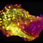 Microscopic living neurobots made from frog cells developing neural connections and self-organizing nervous systems