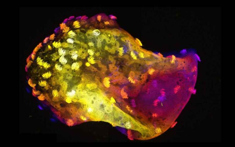 Microscopic living neurobots made from frog cells developing neural connections and self-organizing nervous systems